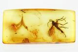 Detailed Fossil Male Fungus Gnat (Mycetophilidae) In Baltic Amber #346399-1